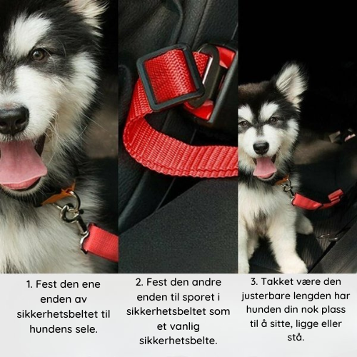 Bilbelte for hund