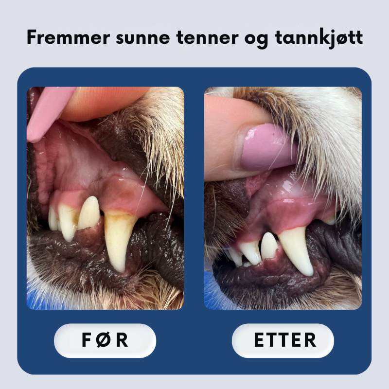 Dental Fingerservietter for Hunder